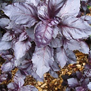 Osmin Purple Basil