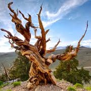 Methuselah Tree (World's Oldest), Inyo County, California, USA
