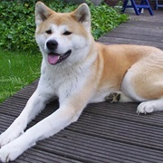 Get an Akita