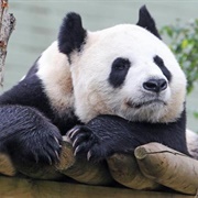 Edinburgh Zoo, Scotland