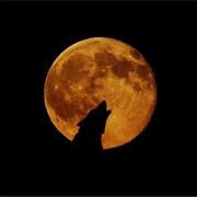 See a Wolf in the Wild at Night Under a Full Moon