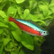 Cardinal Tetra