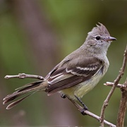 Lesser Elaenia (Elaenia Chiriquensis)