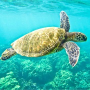 Turtle