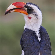 Von Der Decken's Hornbill