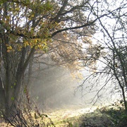 Bookham Commons (NT)