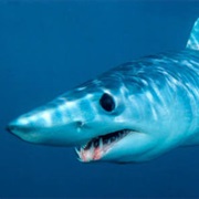 Mako Shark