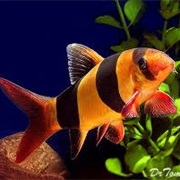 Clown Loach