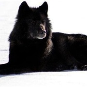 Alexander Archipelago Wolf