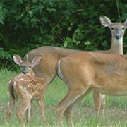 Theodore Roosevelt National Wildlife Refuge