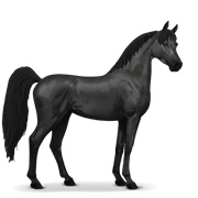 Shagya Arabian - Black