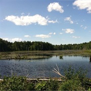 Willowdale State Forest, Massachusetts