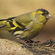 Eurasian Siskin