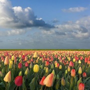 See Dutch Tulip Fields
