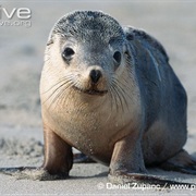 Australian Sea Lion