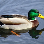 A Ducks Quack Does Echo, It's Just Almost Impossible to Hear.