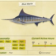 Blue Marlin