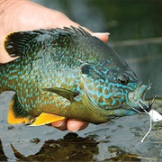 Panfish