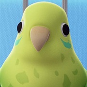 Parakeet