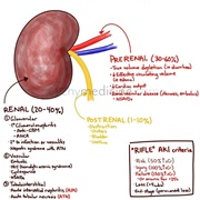 Acute Kidney Injury