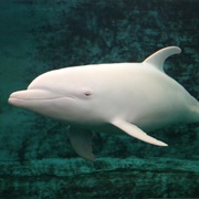 Dolphin