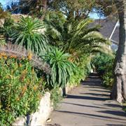 Ventnor Botanical Gardens