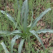 Wavy-Leafed Soap Plant (Chlorogalum Pomeridianum)