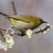 Japanese White-Eye