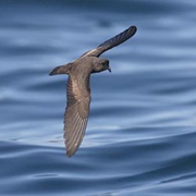 Least Storm-Petrel