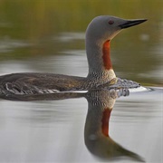 Red-Throated Loon