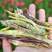 Dragon Tongue Bean