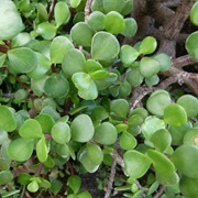 Elephant Bush (Portulacaria Afra)