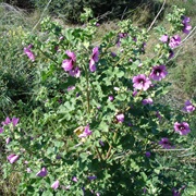 Tree Mallow (Malva Arborea)