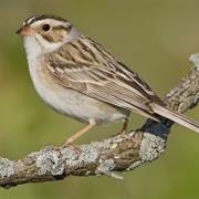 Clay-Colored Sparrow