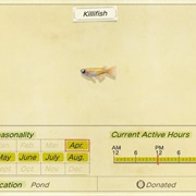 Killifish