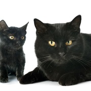 Bombay Cat