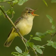 Icterine Warbler