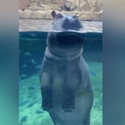 Find a Home Safari From a Local Zoo