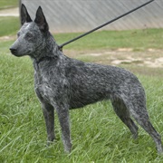 Australian Stumpy Tail Cattle Dog