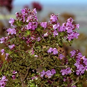 Roundleaf Mint Bush (Prostanthera Rotundifolia)