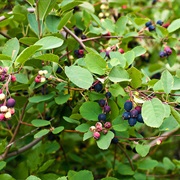 Wild Saskatoon Berries