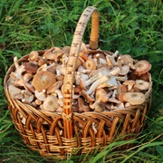Honey Fungus (Armillaria Mellea)