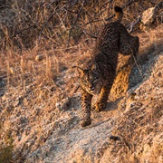 Sierra De Andujar National Park, Spain