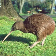 Kiwi (New Zealand)