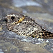 Buff-Collared Nightjar
