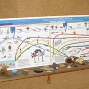 Build a History Timeline