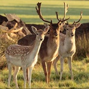New Forest National Park, England