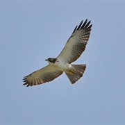 Short-Tailed Hawk