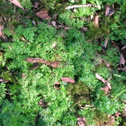 Kippernut (Conopodium Majus)