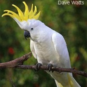Sulphur Crested Cockatoo